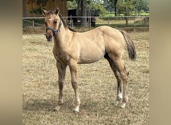 American Quarter Horse, Stallone, Puledri (05/2026), 155 cm, Pelle di daino