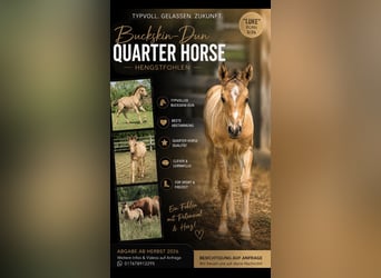 American Quarter Horse, Stallone, Puledri (05/2026), 155 cm, Pelle di daino