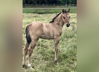American Quarter Horse, Stallone, Puledri (05/2026), 155 cm, Pelle di daino