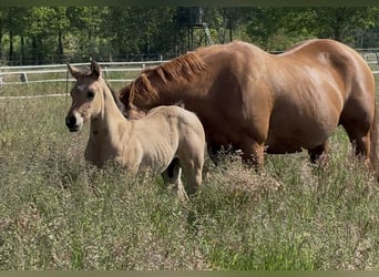 American Quarter Horse, Stallone, Puledri (05/2026), 155 cm, Pelle di daino