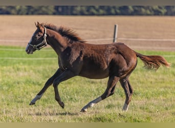 American Quarter Horse, Stallone, Puledri (04/2026), 155 cm, Sauro scuro