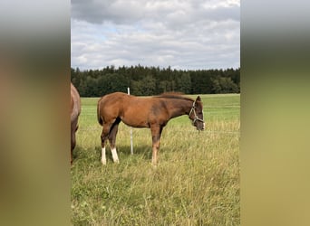 American Quarter Horse, Stallone, Puledri (04/2026), 155 cm, Sauro scuro