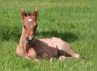 American Quarter Horse, Stallone, Puledri
 (04/2024), 156 cm, Falbo
