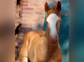 American Quarter Horse, Stallone, Puledri
 (05/2023), 157 cm, Champagne