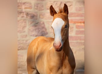 American Quarter Horse, Stallone, Puledri
 (05/2023), 157 cm, Champagne
