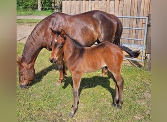 American Quarter Horse, Stallone, Puledri
 (04/2024), 158 cm, Baio