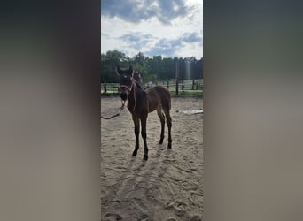 American Quarter Horse, Stallone, Puledri
 (04/2024), 158 cm, Baio