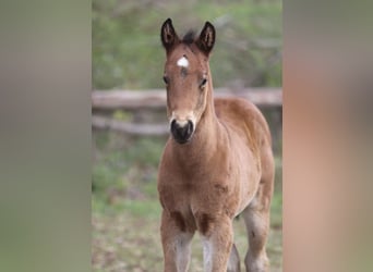 American Quarter Horse, Stallone, , 158 cm, Baio