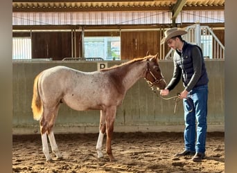 American Quarter Horse, Stallone, Puledri (04/2026), 158 cm, Roano rosso