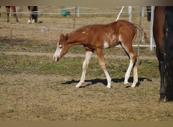 American Quarter Horse, Stallone, Puledri (01/2025), 158 cm, Sauro