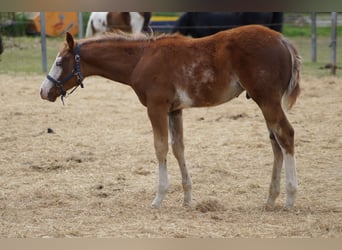 American Quarter Horse, Stallone, Puledri (01/2025), 158 cm, Sauro