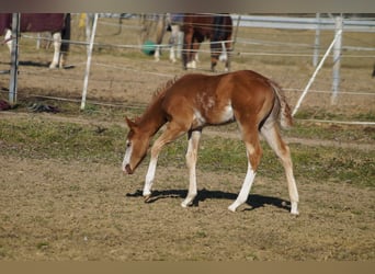 American Quarter Horse, Stallone, Puledri (01/2025), 158 cm, Sauro