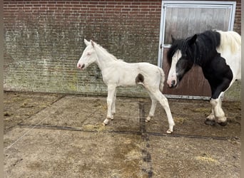 American Quarter Horse Mix, Stallone, Puledri
 (06/2024), 160 cm, Cremello