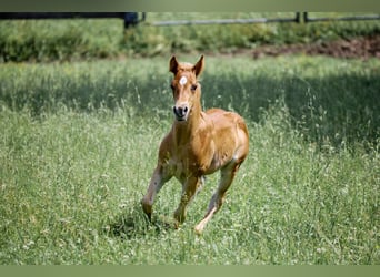 American Quarter Horse, Stallone, Puledri
 (03/2024), Baio chiaro