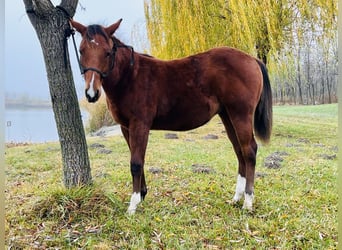 American Quarter Horse, Stallone, Puledri (02/2025), Baio ciliegia