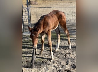 American Quarter Horse, Stallone, Puledri (02/2025), Baio ciliegia