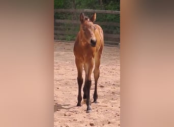 American Quarter Horse, Stallone, Puledri (04/2026), Baio