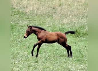 American Quarter Horse, Stallone, Puledri (04/2026), Baio