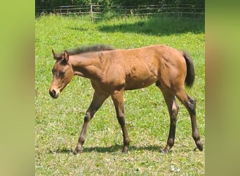 American Quarter Horse, Stallone, Puledri (04/2026), Baio