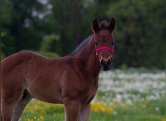 American Quarter Horse, Stallone, Puledri (04/2026), Baio roano