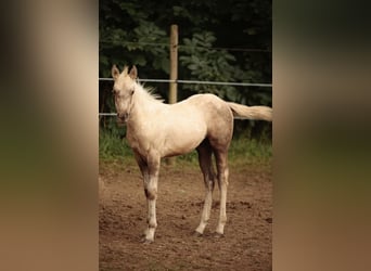 American Quarter Horse, Stallone, Puledri (05/2024)