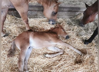 American Quarter Horse, Stallone, Puledri (01/2025)