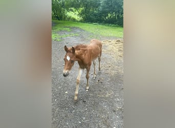 American Quarter Horse, Stallone, Puledri (01/2025)