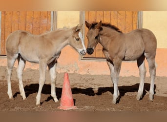 American Quarter Horse, Stallone, Puledri
 (01/2024), Grullo