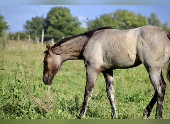 American Quarter Horse, Stallone, Puledri (04/2024), Grullo