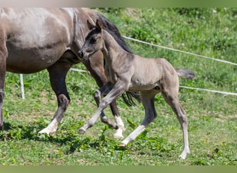 American Quarter Horse, Stallone, Puledri
 (04/2024), Grullo