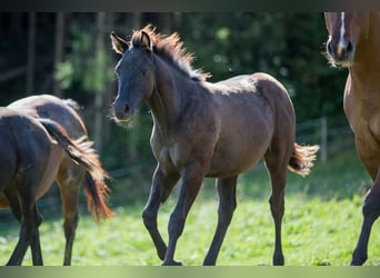 American Quarter Horse, Stallone, Puledri (04/2024), Grullo