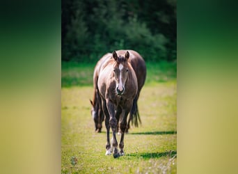 American Quarter Horse, Stallone, Puledri (01/2026), Leardo