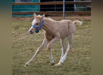 American Quarter Horse, Stallone, , Palomino