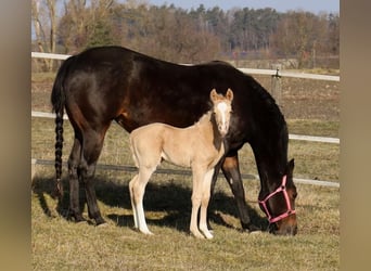 American Quarter Horse, Stallone, , Palomino