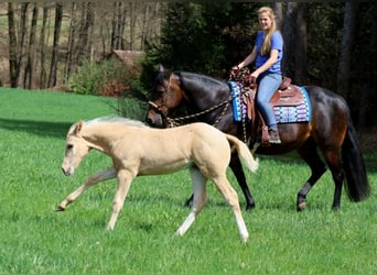 American Quarter Horse, Stallone, , Palomino