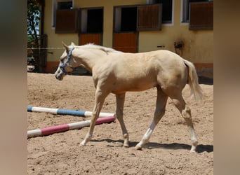 American Quarter Horse, Stallone, , Palomino