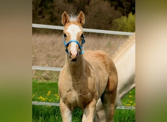 American Quarter Horse, Stallone, Puledri
 (01/2024), Palomino