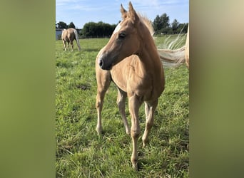 American Quarter Horse, Stallone, Puledri (06/2026), Palomino