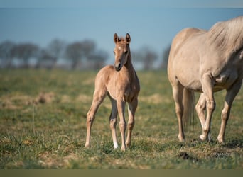American Quarter Horse, Stallone, , Palomino