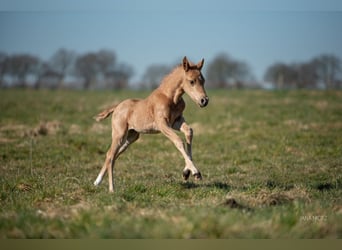 American Quarter Horse, Stallone, , Palomino