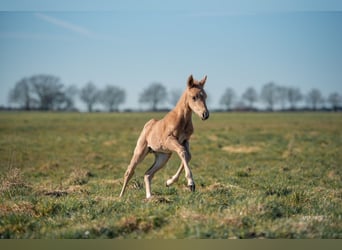 American Quarter Horse, Stallone, , Palomino