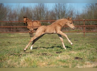 American Quarter Horse, Stallone, , Palomino