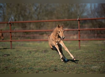 American Quarter Horse, Stallone, , Palomino