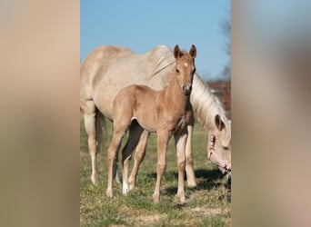 American Quarter Horse, Stallone, , Palomino