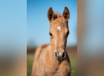 American Quarter Horse, Stallone, , Palomino