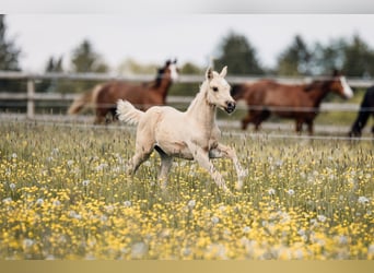 American Quarter Horse, Stallone, Puledri (03/2026), Palomino