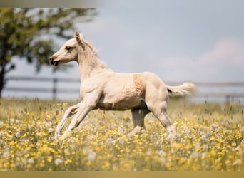 American Quarter Horse, Stallone, Puledri (03/2026), Palomino