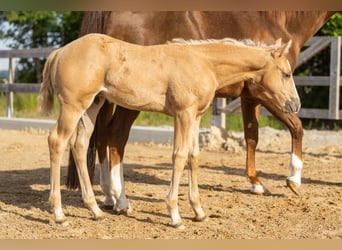 American Quarter Horse, Stallone, Puledri (01/2026), Palomino