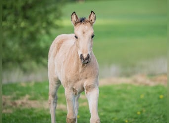 American Quarter Horse, Stallone, , Pelle di daino