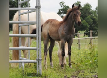 American Quarter Horse, Stallone, Puledri (05/2025), Pelle di daino